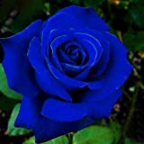 Benoon Semi Di Rosa, 50 Pezzi/Borsa Semi Di Rosa Piantine Di Fiori Rustici Blu Multiuso Naturali Per Giardino Blu notte ...