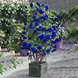 Benoon Semi Di Rosa Selvatica, 300 Pezzi/Borsa Semi Di Rosa Selvatica Evergreen Medicinal Herb Blue Bonsai Garden Semi Multiflora Per ...