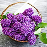 Benoon Semi lilla, 25 pezzi/borsa Semi lilla Fiore ad alto rendimento Facile da coltivare Piantine lilla Syringa vulgaris seeds