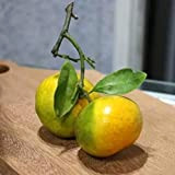 Bergamotto (Citrus x bergamia) [Vaso Ø20cm]