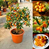 Best-seller! 30pcs / bag balcone patio in vaso di frutta Alberi semi piantati Kumquat Semi Arancione Semi mandarino Citrus F47