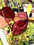 Best-vendita! 50 pc / lotto Rajah Nepenthes Seeds balcone in vaso Bonsai piante Semi Bonsai carnivora piante Semi, # PQE7DB