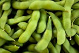 BeSweet precoce Edamame soia commestibile 25 semi organici non OGM Japanease Treat