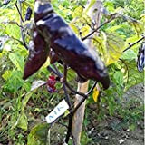 Bhut Jolokia Pepper Neyde X 10 Semi, Semi, Capsicum chinense (163)