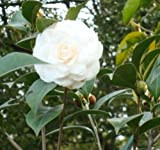 Bianco camelia giapponese (Camellia japonica) Albero pianta -USA- 5 semi