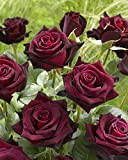 Black Baccara ®, rosa viva di Rose Barni®, rosa in vaso effetto prestigio di color rosso scurissimo vellutato, ideale per ...