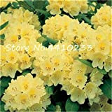 Bloom Green Co. 100 pc rara Colorful Rododendro piante in vaso come geranio Gigli Semillas de Flores Illumina il tuo ...