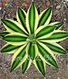 Bloom Green Co. 100 pc/Sacchetto Semi di Aloe Cactus Agave, Piante succulente Rare Bonsai Semi Agave-Americana Vaso Agave Piante per ...