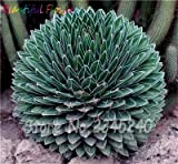 Bloom Green Co. 100 pc/sacchetto Semi di Aloe Cactus Agave, piante succulente rare Bonsai Semi Agave-Americana vaso Agave Piante Per ...