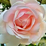 Bloom Green Co. 100 semi New Dawn Rose Vigoroso più profumato giardino domestico di DIY Bush Bonsai Yard Flower così ...
