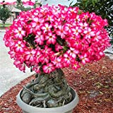 Bloom Green Co. 100% vero deserto Rosa dei bonsai piante ornamentali Balcone Bonsai Fiori in vaso DrawF Adenium Obesum Bonsai ...