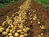 Bloom Green Co. 100pcs Giant & amp; I semi di patate viola anti-rughe Nutrizione verde vegetale per il giardino domestico ...