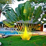 Bloom Green Co. 10pcs gaint Bonsai palma pianta sempreverde Trachycarpus palme tropicali perenne giardino domestico di DIY piante in vaso