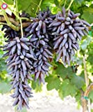 Bloom Green Co. 10PCS Rare Black Finger pianta uva cimelio organici di frutta naturali Crescita Uva Albero piante rampicanti perenne ...