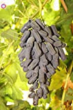 Bloom Green Co. 10PCS Rare Black Finger pianta uva cimelio organici di frutta naturali Crescita Uva Albero piante rampicanti perenne ...