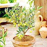 Bloom Green Co. 10PCS Rare Olive Bonsai (Olea europaea) accessori per la casa Bonsai fresco esotico albero bonsai mini Ulivo ...