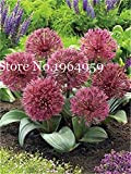 Bloom Green Co. 200 Pz RRAE Giant Allium Giganteum Bonsai Fiore, viola Allium organico Splendida Globemaster fiore per la decorazione ...