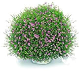 Bloom Green Co. 50 pc/pacchetto Lobelia Regatta Bianco Trailing perenne gypsophila Giardino Bonsai: 7