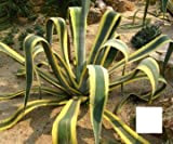 Bloom Green Co. 50PCS fresco al 100% reale Agave americana Semillas - Sementes BonsaïPianta succulenta (Long-lei-LAN): 14