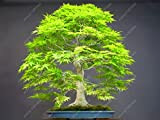 Bloom Green Co. Pianta in vaso bonsai 100% vera pianta di acero rosso Bonsai giapponese, 20 pc/pacchetto, molto bella Albero ...
