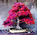 Bloom Green Co. Pianta in vaso bonsai 100% vera pianta di acero rosso Bonsai giapponese, 20 pc/pacchetto, molto bella Albero ...