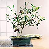 Bloom Green Co. Rare Olive Bonsai (Olea europaea) Bonsai fresco esotico albero bonsai mini Ulivo Olive Bonsai Garden Forniture 10PCS