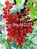Bloom Green Co. Ribes rosso frutta pianta Panamericana Gooseberry Kimi Bonsai Lanterna frutta Albero 100 Pz paesaggio vegetale Casa & ...