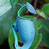 Blu Nepenthes Semi, 50Pcs Nepenthes Seeds tropicali decorativo con il sacchetto carnivore Piante Semi per l'Ideal Outdoor giardinaggio regalo