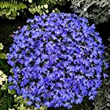 Blue Carpet Lobelia Erinus Half Moon Flowers Seeds 30+ per la piantagione di giardini domestici