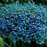 Blue Seeds Lobelia "Erinus" 50 seeds