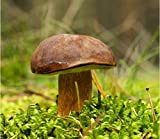 Boletus Badius – micelio – funghi funghi foresta – Grow Your Own.