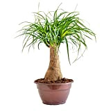 Bonplants Beucarnea Recurvata, Pianta Mangiafumo, Resistente e Purificatrice (Vaso 20 cm - Altezza 45 cm)