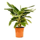 Bonplants Musa Tropicana, Banano Nano, Pianta Vera Tropicale da Interni, Vaso 21 cm Altezza 65 cm