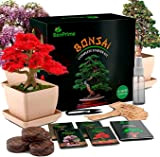 BonPrime Bonsai Kit Avvio - Set per Principianti - 4 Tipi di Alberi, 4 Vasi in Bambù, 4 Pellet di ...