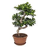 Bonsai da Botanicly – Bonsai di fico – Altezza: 70 cm – Ficus Gin Seng