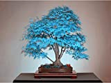 Bonsai di acero semi blu semi dell'albero. cielo blu rara giapponesi piante semi di acero balcone per giardino di casa ...