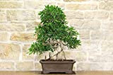 Bonsai di Ficus Retusa (132)