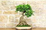Bonsai di Ficus Retusa (139)