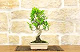 Bonsai di Ficus Retusa vaso cm. 18