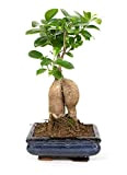 Bonsai Ficus Ginseng, a forma di S, vero bonsai da camera in vaso di ceramica, 8 x 15 cm, altezza ...