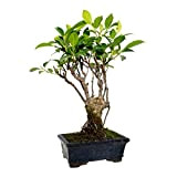 Bonsai Ficus Retusa - Albero da interno Bonsai naturale di piccole dimensioni