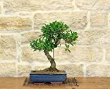 Bonsai Ficus Retusa in vaso cm. 30