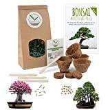 Bonsai Kit incl. eBook GRATUITO - Starter Set con vasi di cocco, semi e terra - idea regalo sostenibile per ...