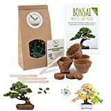 Bonsai Kit incl. eBook GRATUITO - Starter Set con vasi di cocco, semi e terra - idea regalo sostenibile per ...