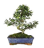 Bonsai - Olmo cinese, 10 anni (Bonsai Sei - Zelkova Parvifolia), 32.75x28.00x45.75 cm