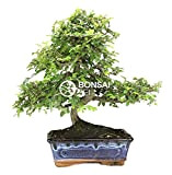 Bonsai - Olmo cinese, 8 anni (Bonsai Sei - Zelkova Parvifolia)