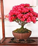 Bonsai pianta in vaso di fiori rossi mirto semi dell'albero 20 semi / bag