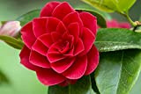 Bonsai semi di fiori rari perenne Camellia japonica 50pcs camelia rossa semi Sementes de Flores per vasi di fiori fioriere ...