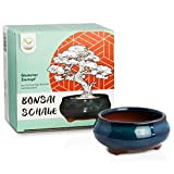 Bonsai vaso (piccolo) in ceramica in blu navy - vaso bonsai rotondo per la perfetta presentazione del vostro bonsai da ...