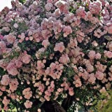 Brise Parfum®, rosa rampicante in vaso di Rose Barni®, pianta rifiorente Treillage®, altezza raggiunta fino a 3,5 metri, rifiorente con ...
